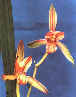 红缟花兰花