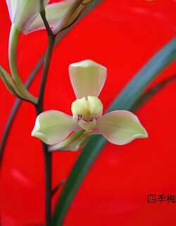 梅瓣兰花