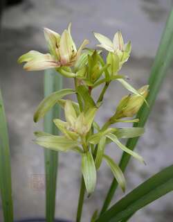 玉山奇蝶兰花