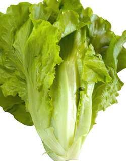 生菜