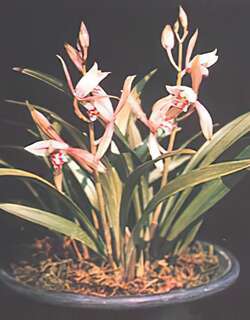 矮种红花建兰兰花