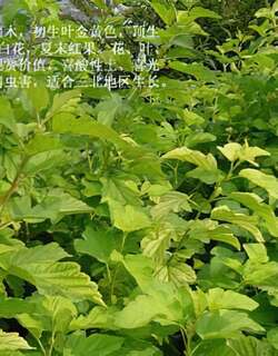 金黄叶风箱果