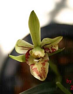 四季玉狮、蓬莱狮子兰花