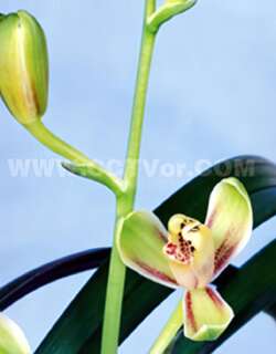 蓉梅、盖世梅兰花