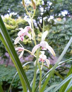 降仙兰花