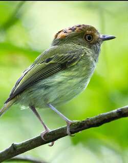 鳞冠侏霸鹟