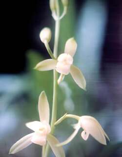七星素兰花