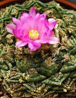 岩牡丹