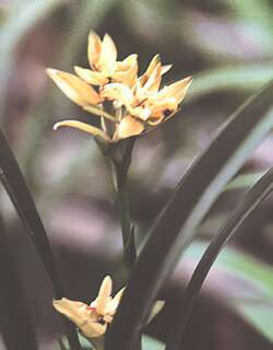 无名-奇花建兰兰花