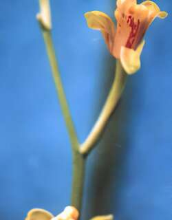 排珠奇兰花