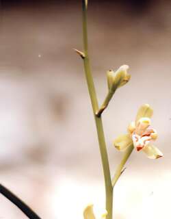 玉彩梅仙兰花