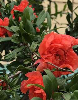 石榴花