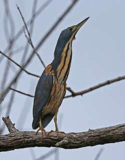蓝苇鳽