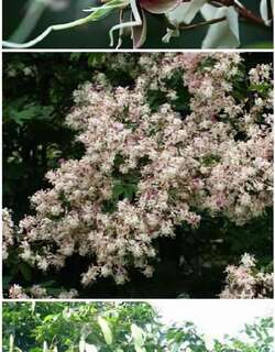 仪花