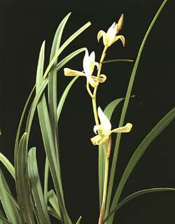 仙山金燕兰花