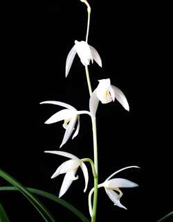 雪白花兰花