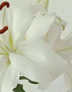 百合花