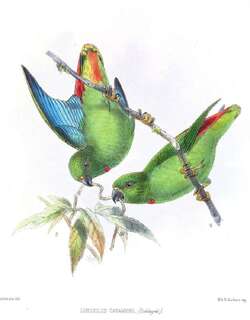 桑岛短尾鹦鹉