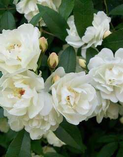 木香花