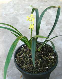 金梅仙兰花
