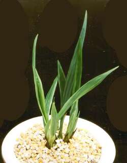 下山四季水晶龙兰花