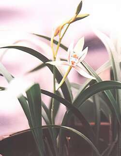 粤东小叶建兰兰花