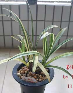 彩虹白斑缟兰花