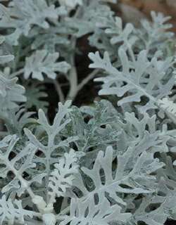 雪叶莲