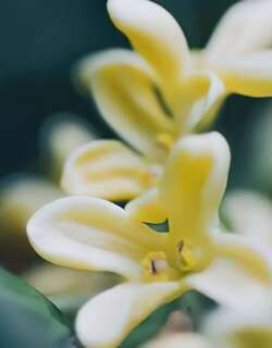 桂花