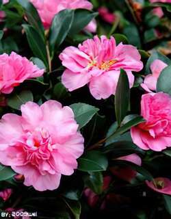 山茶花