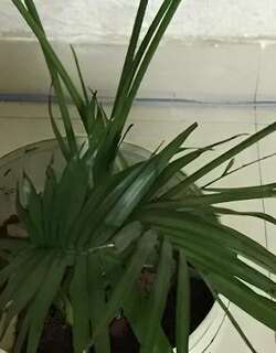 散尾葵