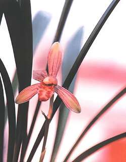 色花建兰兰花