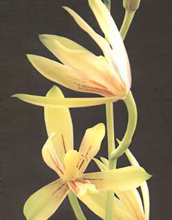 下山六瓣奇花兰花