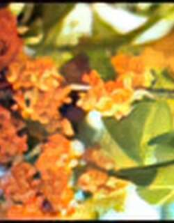 桂花