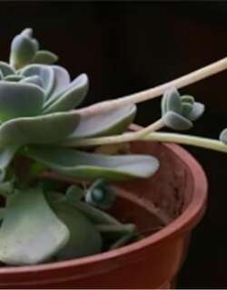 子持年华