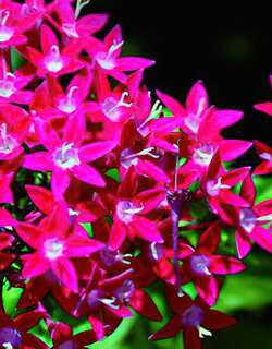 仙丹花