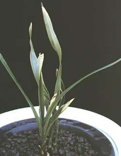 冠龙兰花
