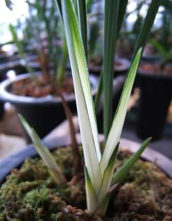 铁骨白芽、铁金钢兰花