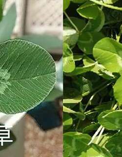 白车轴草