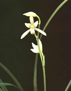 雪莲兰花