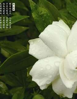 小叶栀子