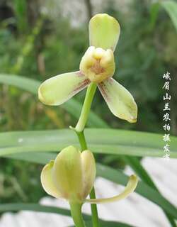 峨梅兰花