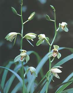 武夷兜唇荷兰花