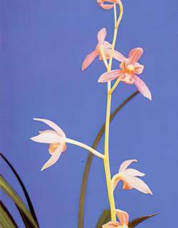 香妃兰花