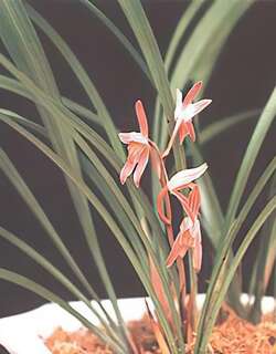 红花奇瓣建兰兰花