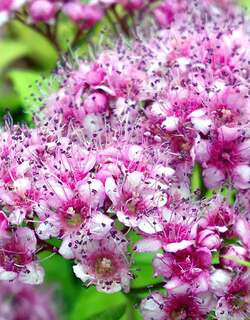 粉花绣线菊
