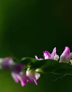 绶草兰花