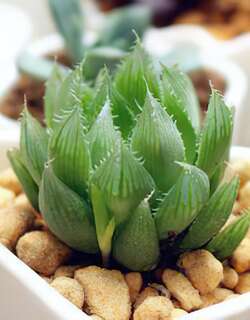 三角琉璃莲