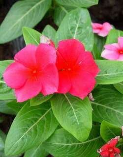 花叶蔓长春花