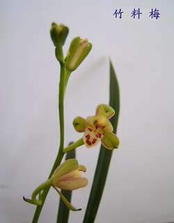 竹料梅兰花